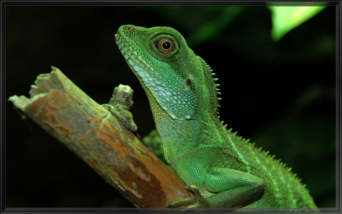 Dragón de agua chino verde posado sobre una rama junto al agua