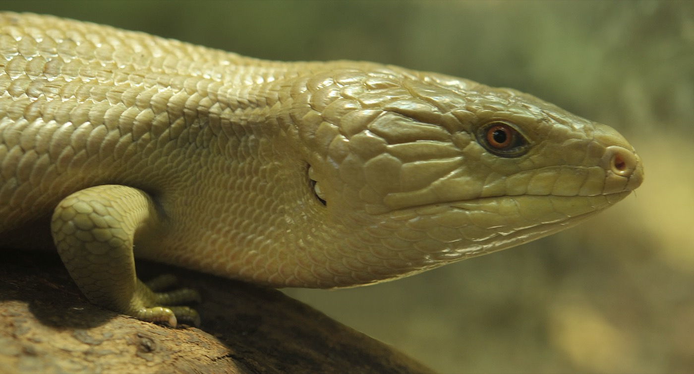 Eslizón de lengua azul mostrando su característica lengua azul