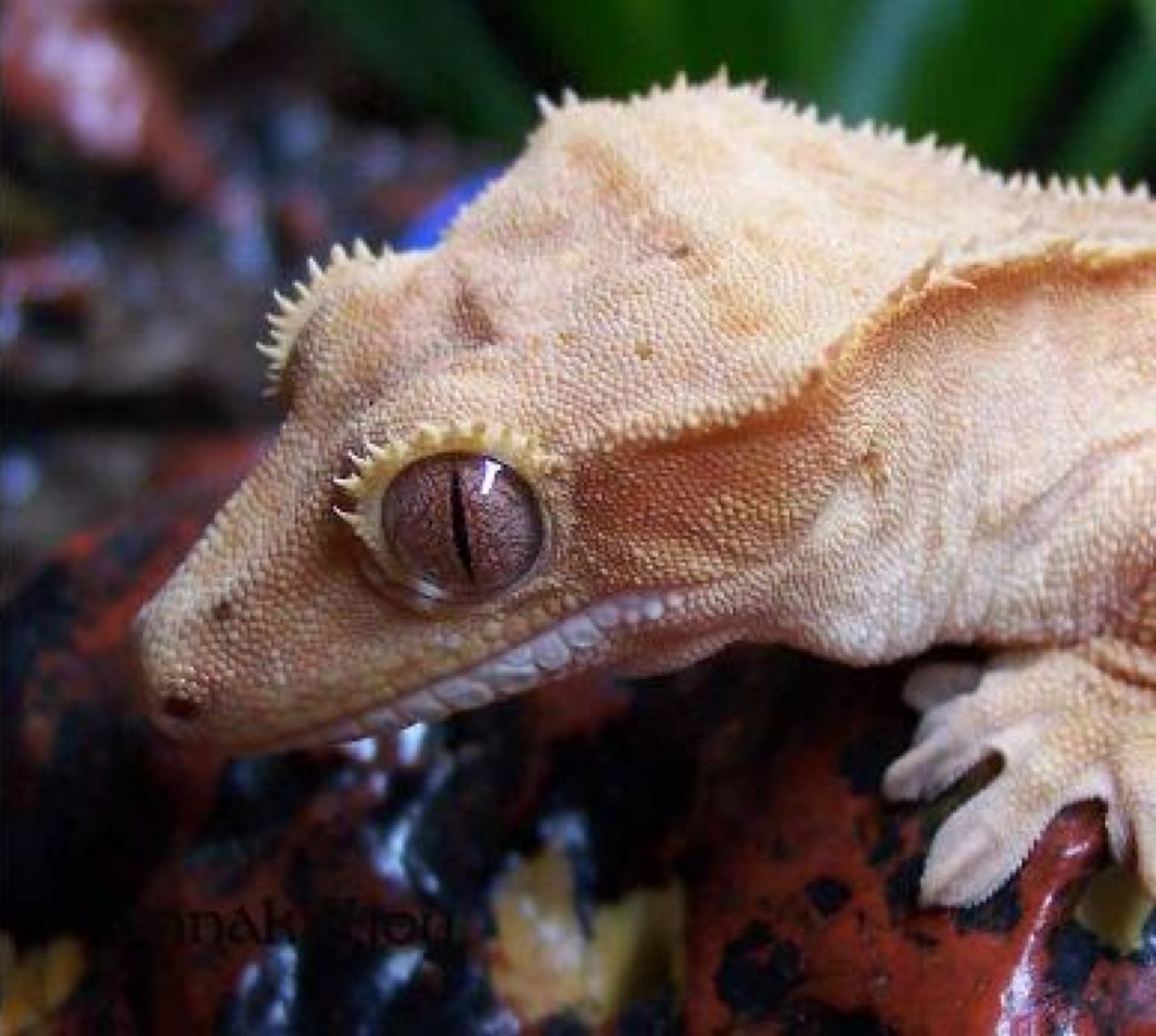 Gecko crestado sobre una rama mostrando las crestas sobre los ojos
