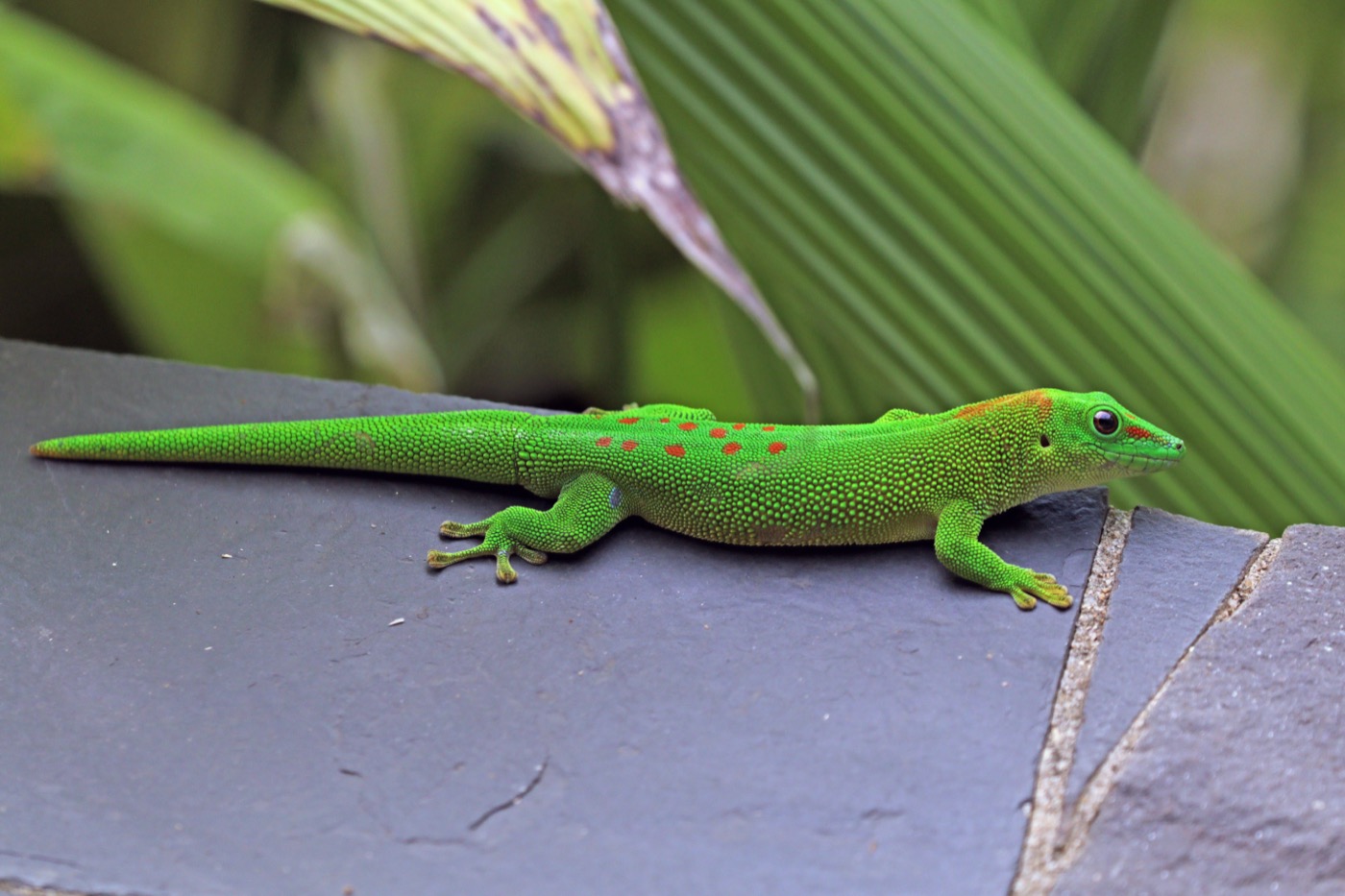 Gecko diurno de Madagascar verde brillante con motas rojas sobre una hoja