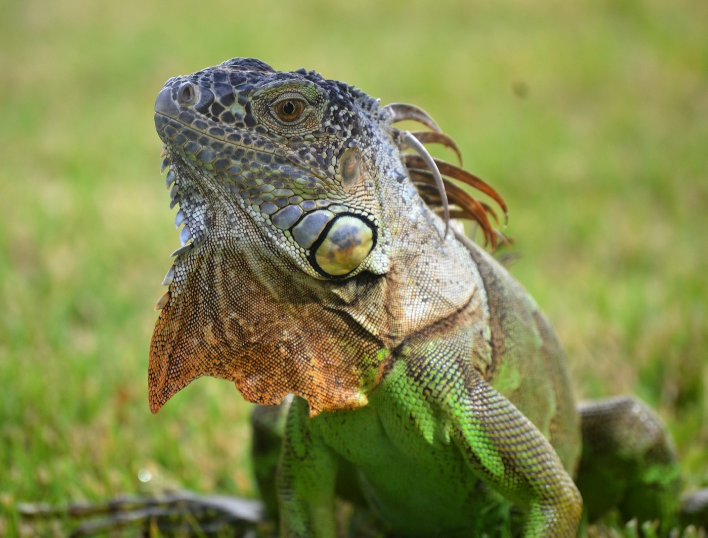 Iguana verde adulta trepada en una rama gruesa