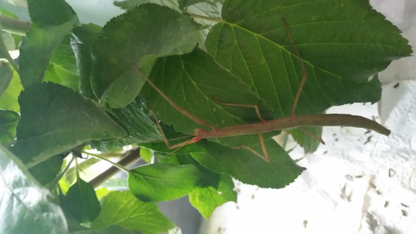 Insecto palo indio camuflado sobre una rama de zarza
