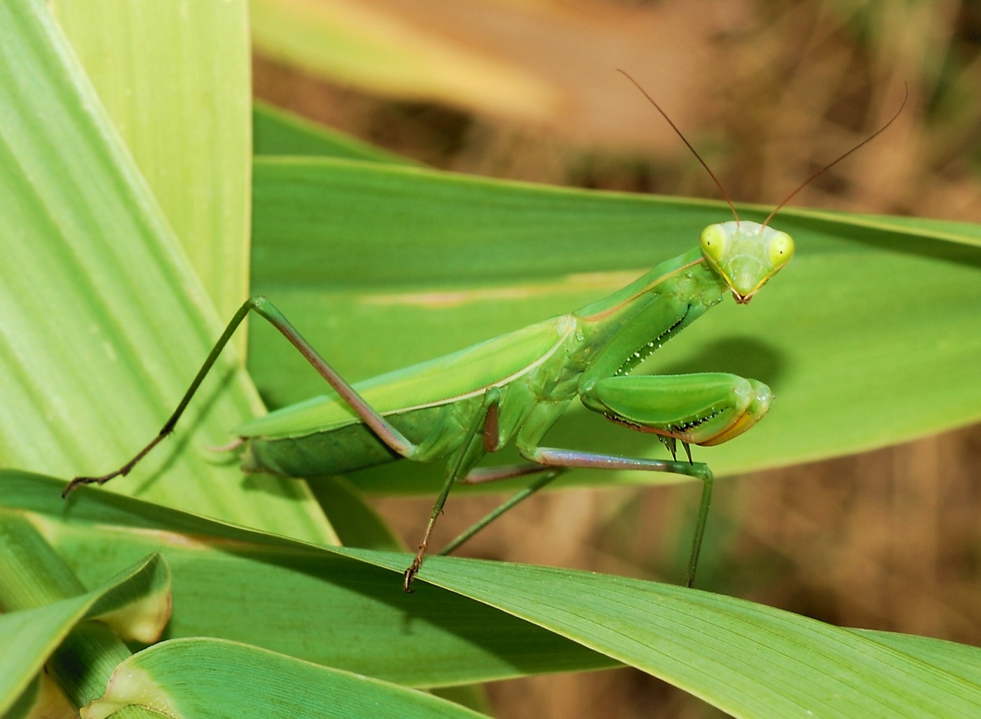 Mantis religiosa verde en posición de acecho sobre una rama