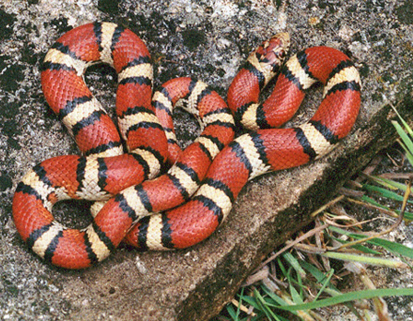 Serpiente de leche con anillos rojos, negros y blancos enroscada