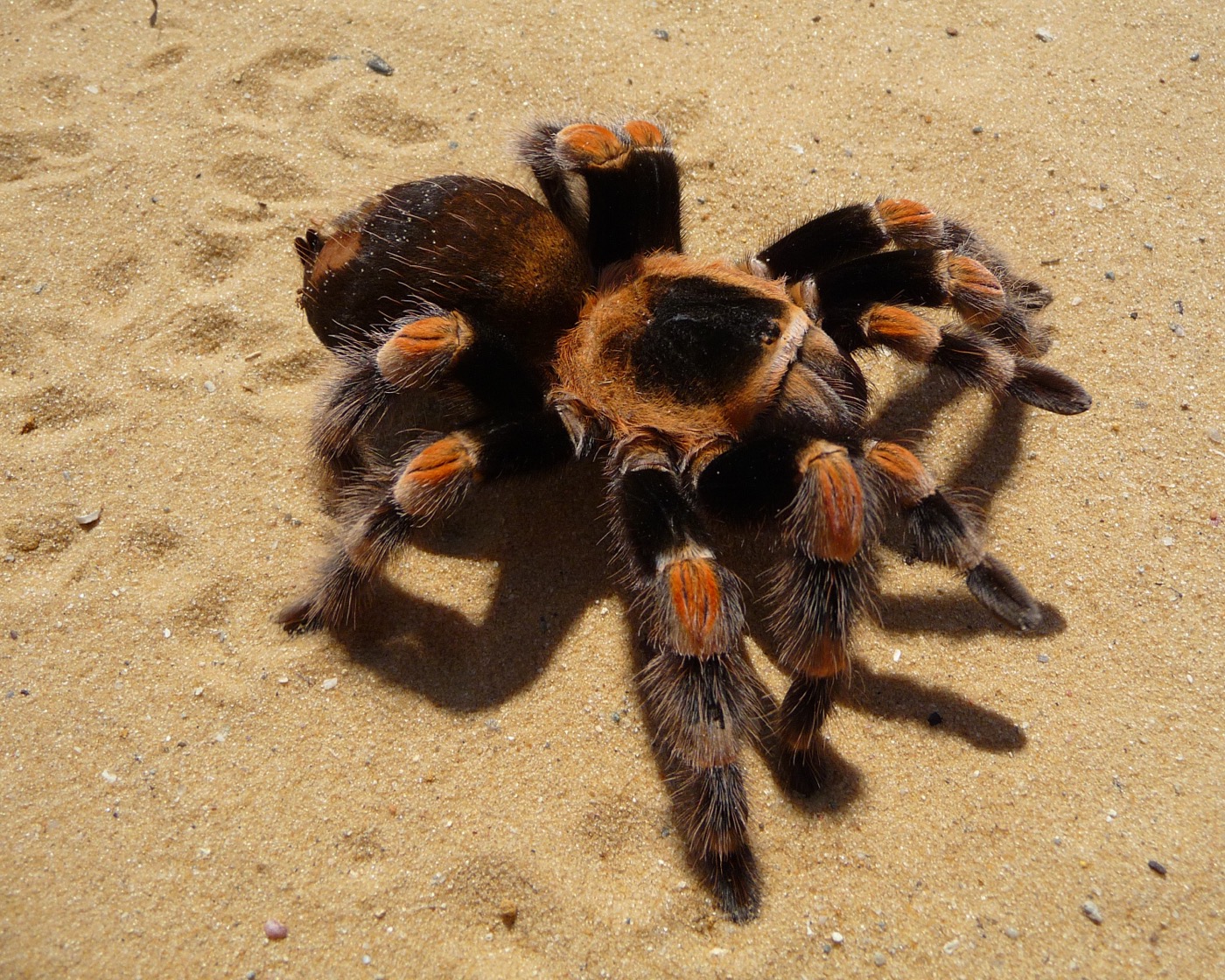 Tarántula rodilla roja mexicana con articulaciones anaranjadas sobre sustrato