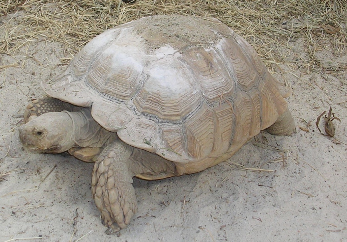 Tortuga de espolones africana adulta de gran tamaño sobre tierra seca