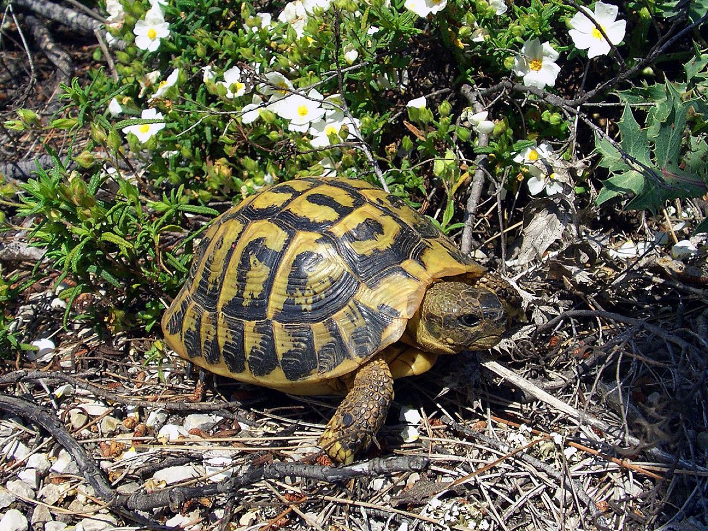 Tortuga mediterránea sobre hierba al sol