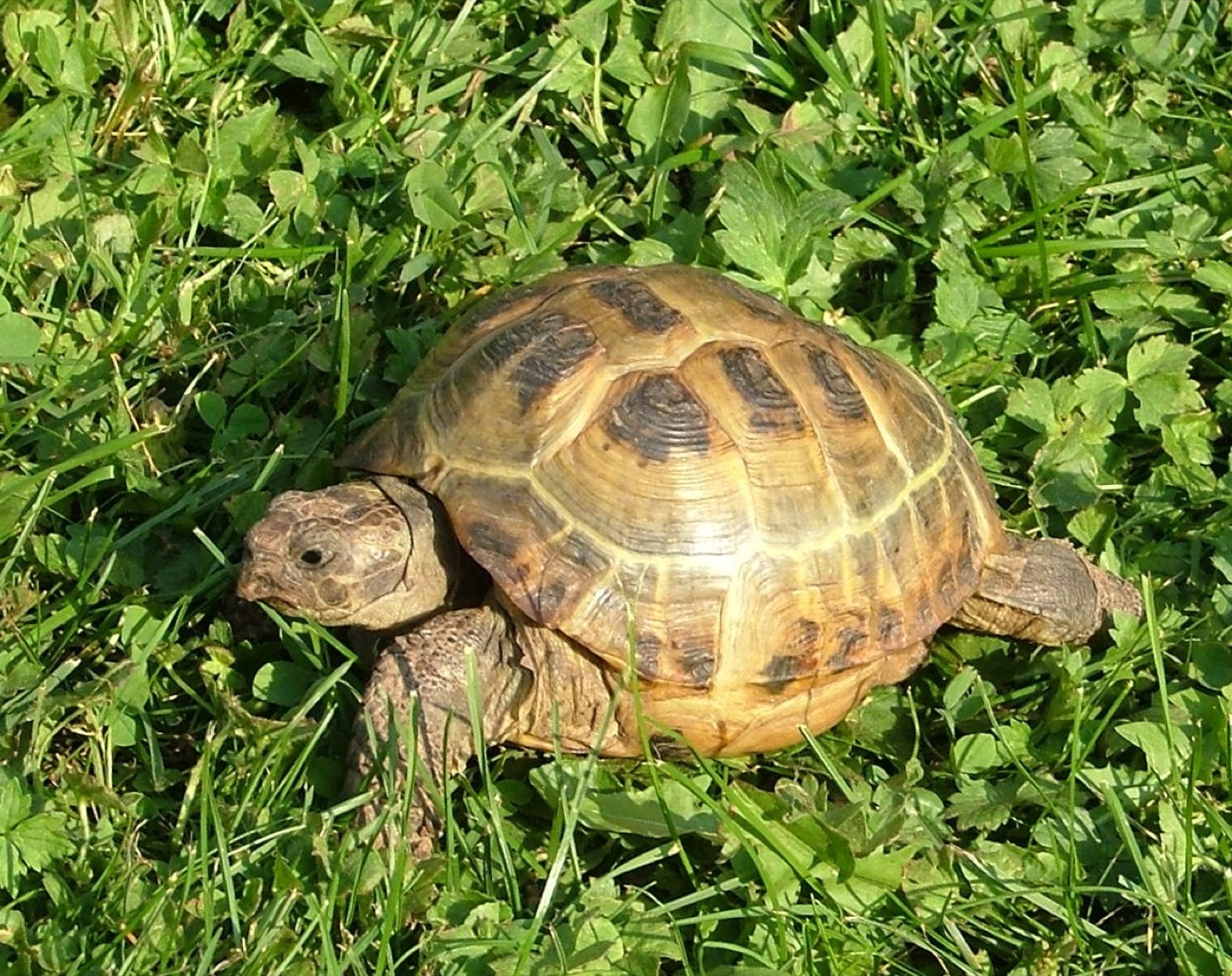 Tortuga rusa caminando sobre sustrato de tierra