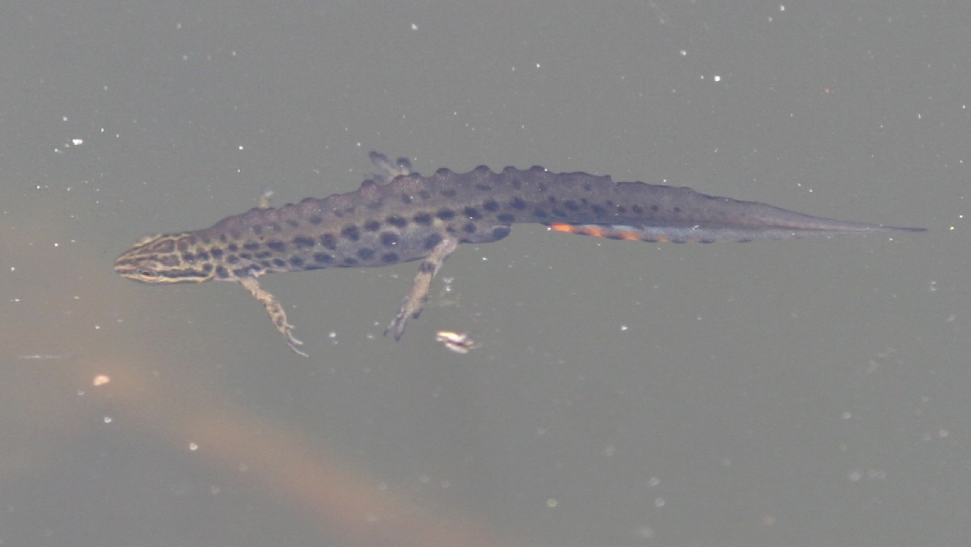 Tritón común nadando en agua limpia con vegetación acuática