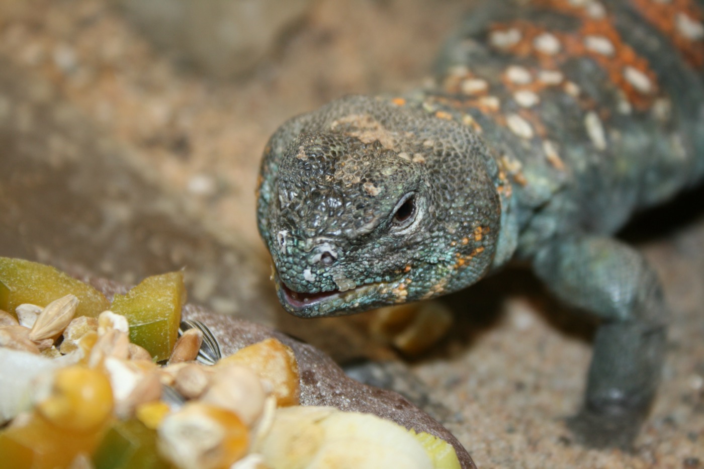 Uromastyx tomando el sol sobre roca con su cola espinosa visible