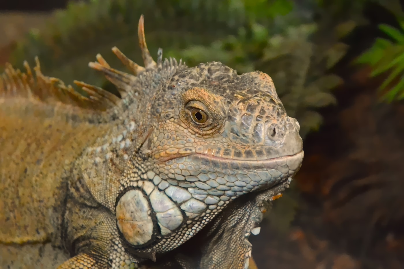 ¿Se pueden tener dos reptiles en el mismo terrario? Cohabitación explicada