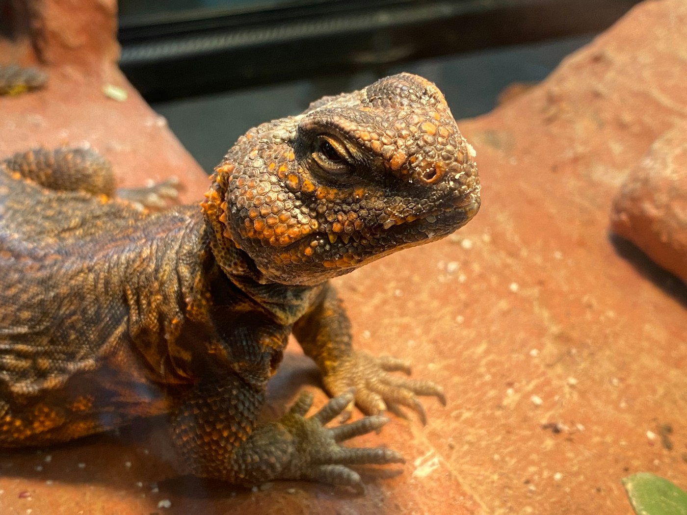 Enfermedades comunes en reptiles y cómo prevenirlas