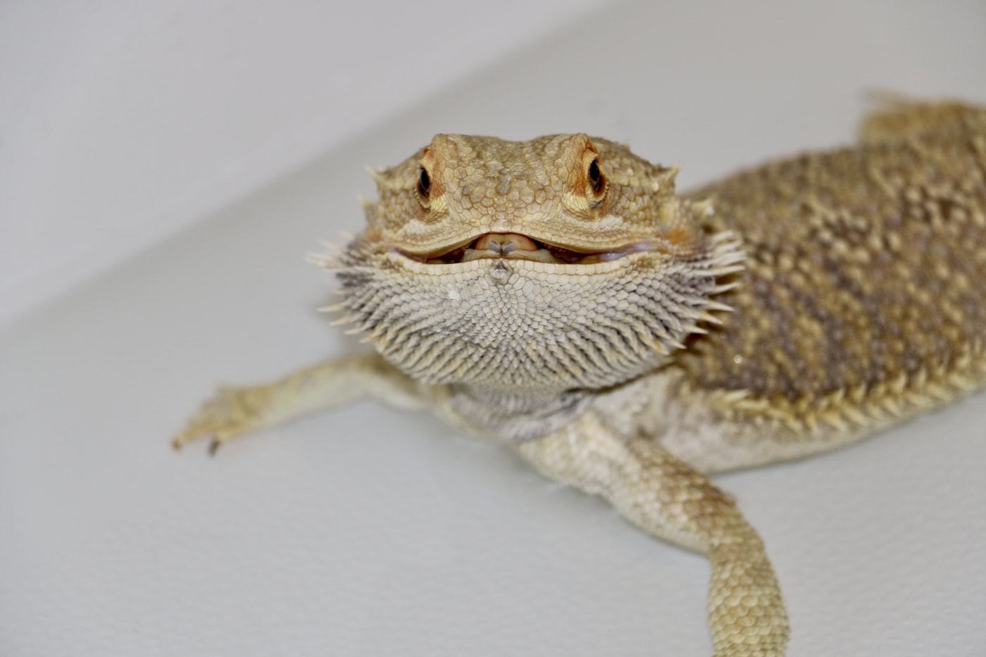 Pogona con la boca abierta, letárgica o sin comer: síntomas y soluciones