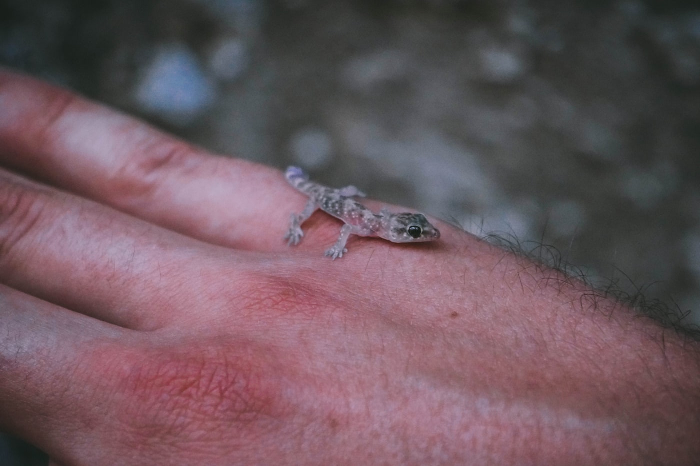Reptiles y salmonella: riesgos reales y cómo tener uno con niños en casa