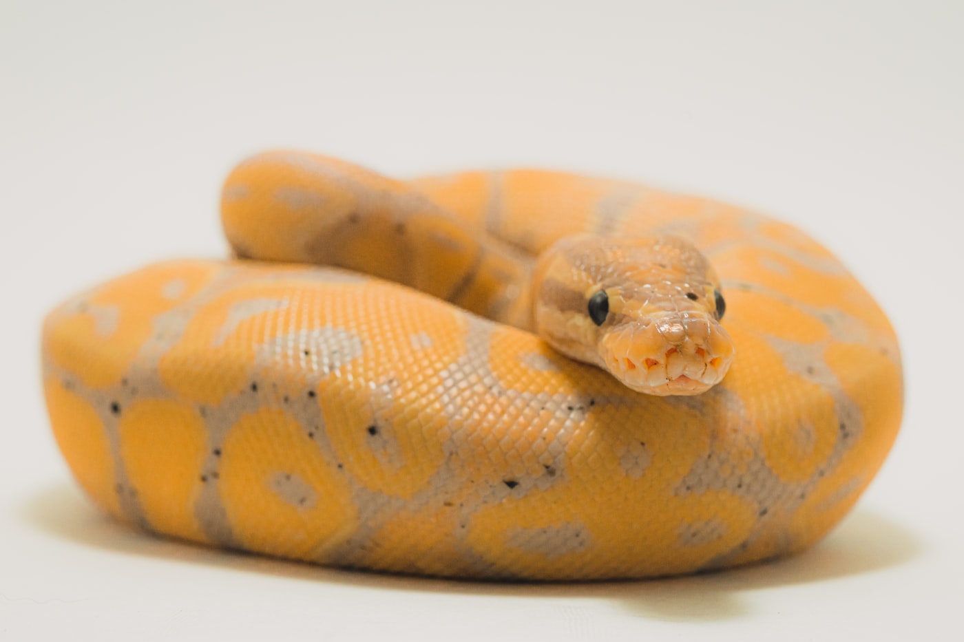 Terrario para principiantes: qué especie elegir primero
